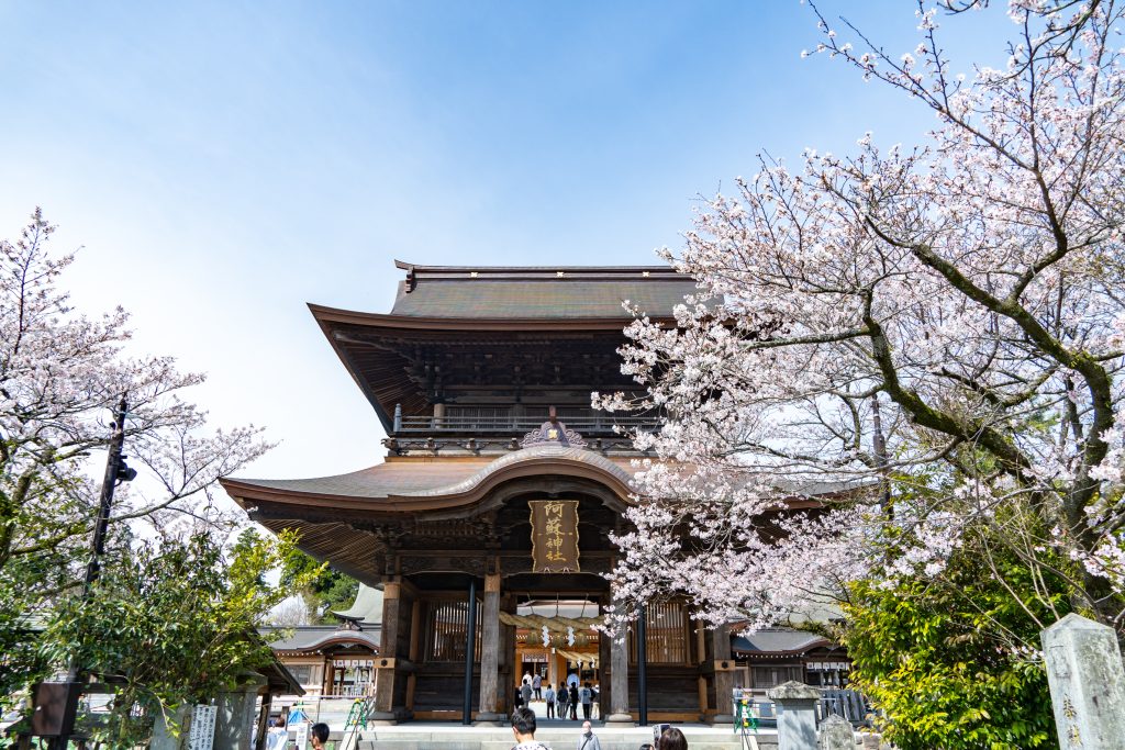 阿蘇神社楼門と桜